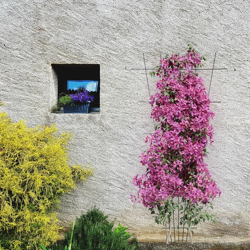 Suporte para plantas - treliça de jardim afunilada 150 x 75 cm - 4