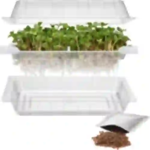 Germinador Cabelos Verdes com sementes de rabanete