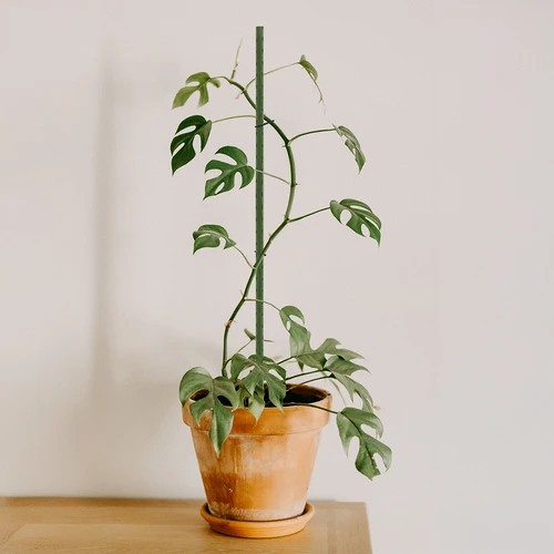 Tutores de jardim Bioogród – aço revestido, 0,75 m, Ø 8 mm, 10 un. - 4