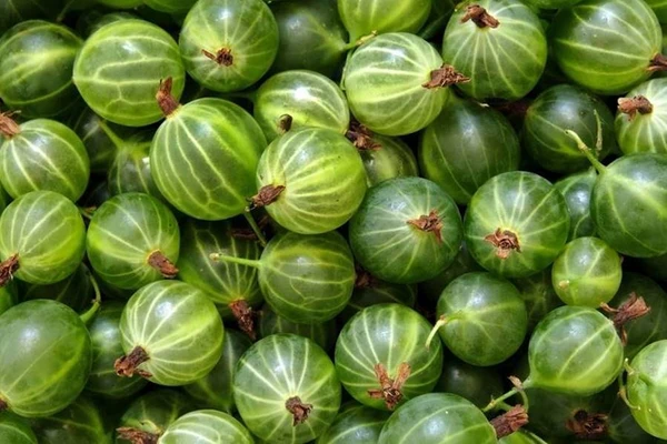 Agrestówka - licor de groselha-verde