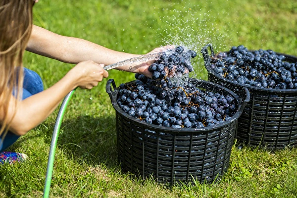 Como fazer vinho passo a passo?