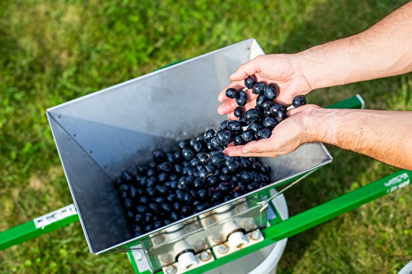Como fazer vinho passo a passo?