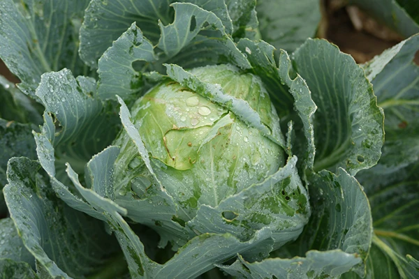 Couve fermentada segundo a receita da Dona Sylwia