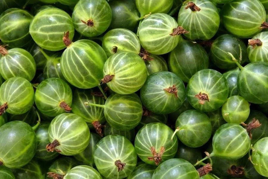 Browin Przepiśnik - Agrestówka - licor de groselha-verde