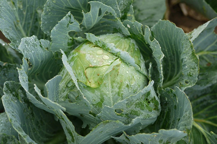 Browin Przepiśnik - Chucrute segundo a receita da Sra. Sylwia