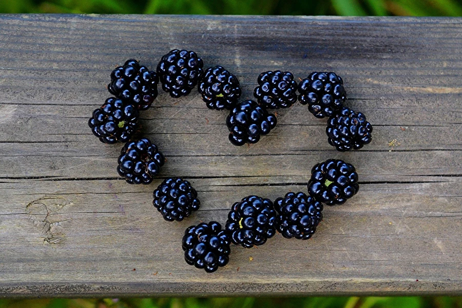 Browin Przepiśnik - Licor caseiro de amoras-silvestres