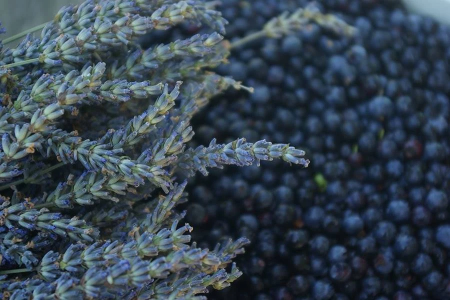 Browin Przepiśnik - Vinho caseiro de lavanda e mirtilo